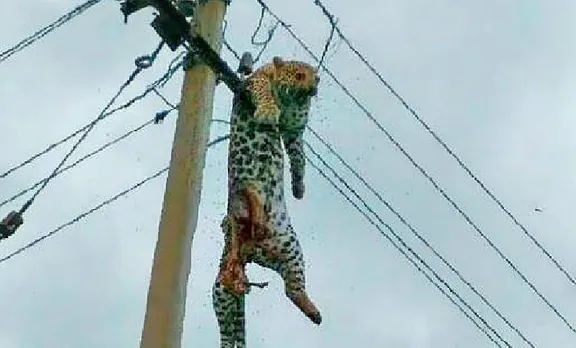 Leopard