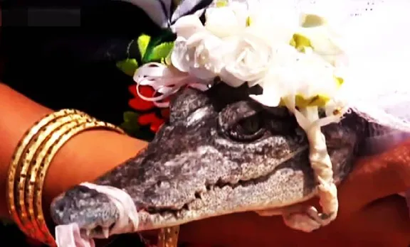 Crocodile