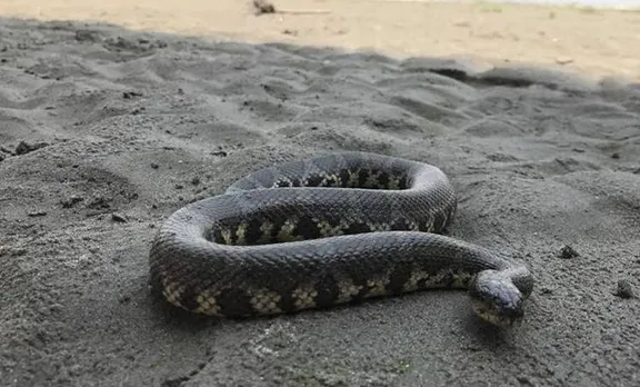 കാബേജില്‍ ഒളിച്ചിരുന്ന  പാമ്പിനെ പാചകം ചെയ്ത് കഴിച്ച അമ്മയും മകളും ആശുപത്രിയില്‍
