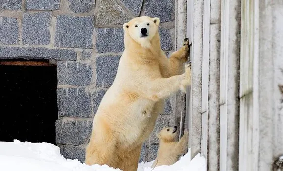 പകച്ചു പോയി പാവം! ഹിമക്കരടിയെ പേടിപ്പിച്ച ടൂറിസ്റ്റ് ഗൈഡിന് ഒരു ലക്ഷം രൂപ പിഴ