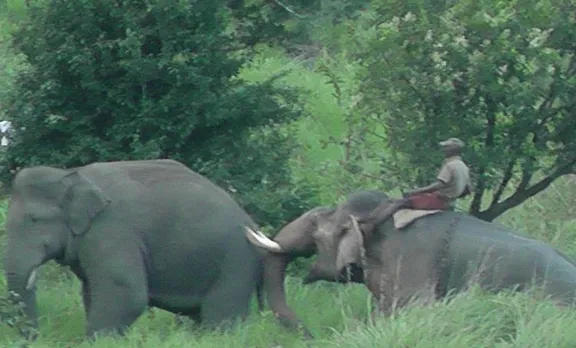 wild elephant, munnar, grossery,