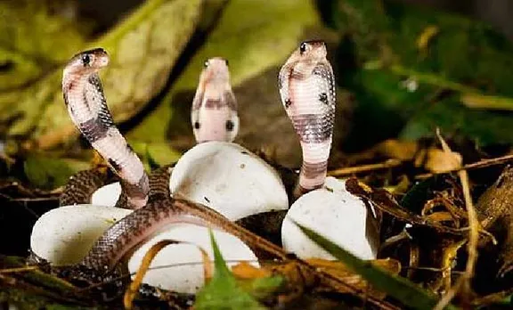 Indian Scientists decoded cobra genome, മൂര്‍ഖന്‍ പാമ്പിന്റെ ജനിതകഘടന പൂർത്തിയാക്കി ശാസ്ത്രജ്ഞ്ഞർ, Indian Scientists decoded venom genes, വിഷത്തിന്റെ ജനിതകഘടന വേർതിരിച്ച് ഇന്ത്യൻ ശാസ്ത്രജ്ഞ്ഞർ, Anti venom, ആന്റിവെനം, Agri Genome Labs India, അഗ്രി ജീനോം ലാബ്സ് ഇന്ത്യ,  SciGenom Research Foundation,സൈജിനോം റിസര്‍ച്ച് ഫൗണ്ടേഷന്‍, IE Malayalam, ഐഇ മലയാളം