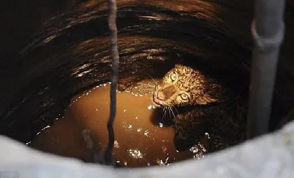 വയനാട്ടില്‍ പുലി കിണറ്റില്‍ വീണു; വീഡിയോ