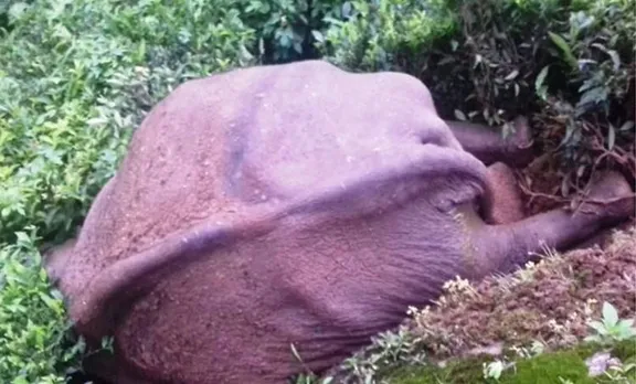 wild elephant, died, munnar,