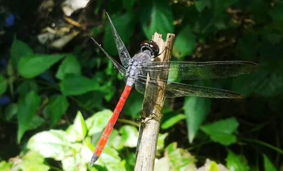 periyar tiger reserve, fly, survey, forest news, kerala forest,
