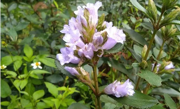 neelakurinji, tourism, iravikulam national park,