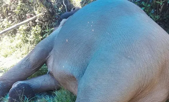 wild elephant, wilephant died in munnar, munnar, munnar forest , kdh, man animal conflict,