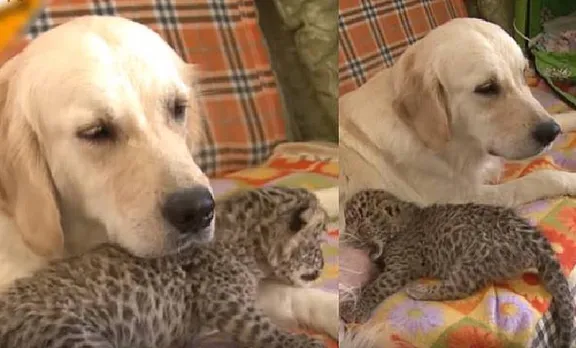 Dog, Leopard