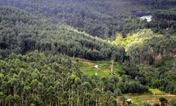 kottakkamur area neelakurinji