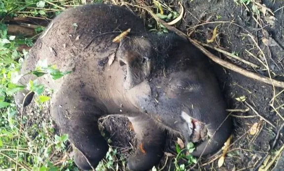 ചരിഞ്ഞ കുട്ടിക്കാട്ടനയ്ക്ക് കാവലായി  കാട്ടാനകൾ, കണ്ണുനനയുന്ന കാഴ്ചയായി ചിത്രം