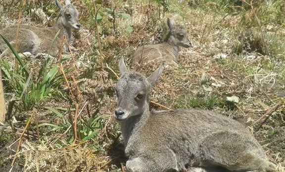 nilgiri thar calves at rajamala
