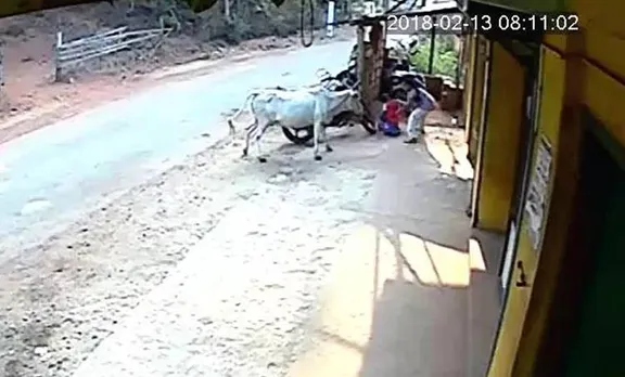 കൊമ്പ് കുലുക്കി വന്ന പശുവിന് മുമ്പില്‍ പതറാതെ കുഞ്ഞനുജനെ നെഞ്ചോട് ചേര്‍ത്ത് എട്ടു വയസുകാരി