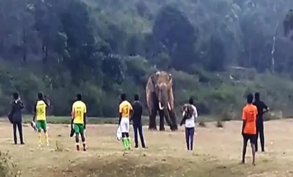 padayappa wild elephant in football ground,
