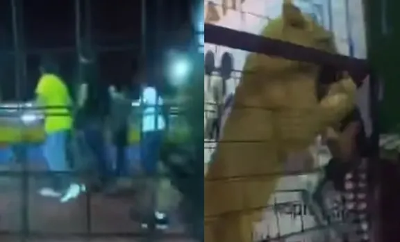 ജിദ്ദയില്‍ സിംഹക്കൂട്ടില്‍ ഓടിക്കളിച്ച പെണ്‍കുട്ടിയെ സിംഹം ആക്രമിച്ചു