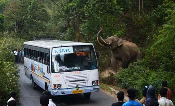 'പടയപ്പ'യ്ക്ക് പിന്നാലെ 'ഗണേശ'നും മൂന്നാറിൽ ഒറ്റയാന്മാരുടെ വിളയാട്ടം; ചിത്രങ്ങൾ കാണാം