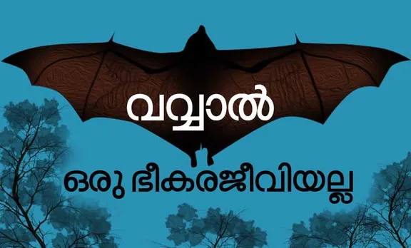 നിപ്പ വൈറസിന് കാരണം കിണറ്റിലെ വവ്വാലുകളല്ലെന്ന് പരിശോധന റിപ്പോർട്ട്