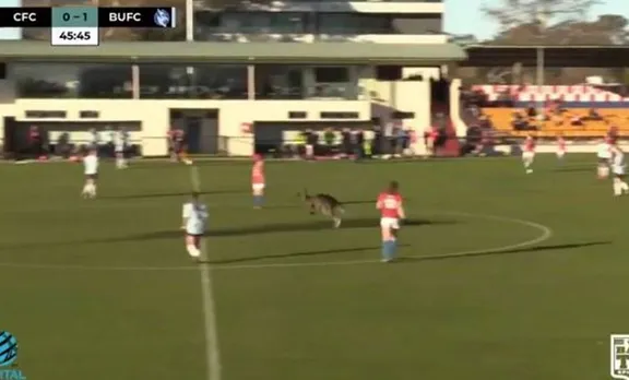 ഫുട്ബോള്‍ കളി കാണാന്‍ കങ്കാരു എത്തി; മൽസരം നിര്‍ത്തിവച്ചത് അര മണിക്കൂര്‍