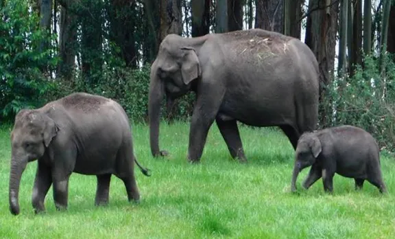 wild elephant in mattupetty dam