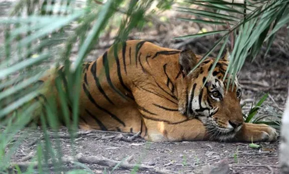 tiger spotted കടുവയെ കണ്ടെത്തി, national park in goa ഗോവയിലെ ദേശീയ പാര്‍ക്ക്, animal മൃഗങ്ങള്‍ ie malayalam ഐഇ മലയാളം
