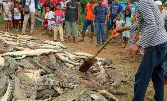 കര്‍ഷകനെ മുതല കടിച്ചുകൊന്നു; 292 മുതലകളെ കൂട്ടമായി കൊന്നൊടുക്കി നാട്ടുകാര്‍