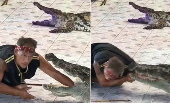 ലൈവ് ഷോയ്‌ക്കിടെ വായിലേക്കിട്ട ട്രെയിനറുടെ കൈ ചീങ്കണ്ണി കടിച്ചു