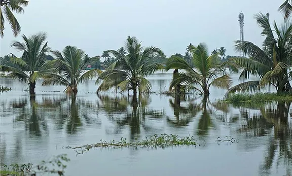 Kerala Floods Waterlogged paddy fields in Kuttanad