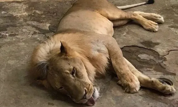 കുട്ടി മാമാ, ഞാൻ ഞെട്ടി മാമാ! നടുറോഡിൽ സിംഹം