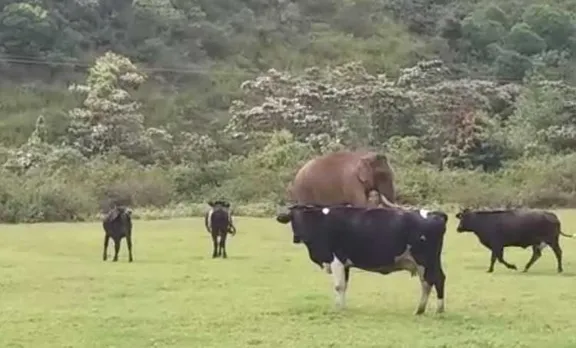 പശുക്കൾക്കെന്ത് കാട്ടാന? വിഡിയോ