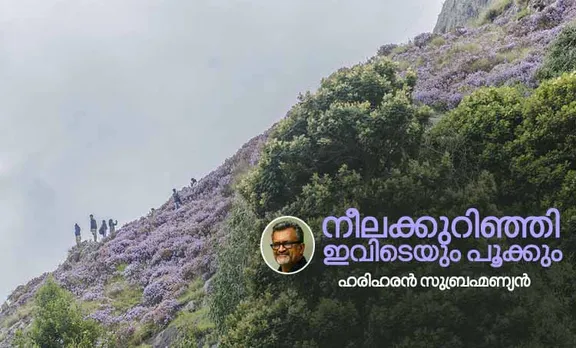 Neelakurinji Flowering Season 2018: നീലക്കുറിഞ്ഞി ഇവിടെയും പൂക്കും