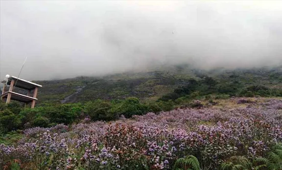 neelakurinji in eravikulam national park