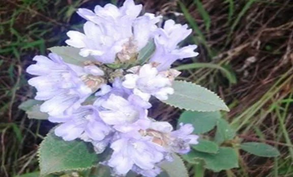 neelakurinji in eravikulam national park
