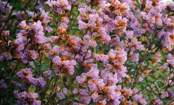 Neelakurinji Flower Photo: ഭൂമിയിൽ വിടർന്ന നീലാകാശം