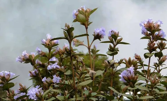eravikulam national park,neelakurinji,munnar