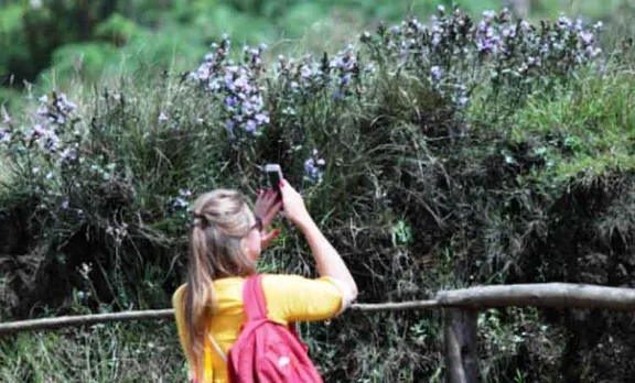 neelakurinji in munnar