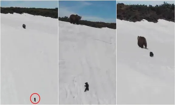 വൈറലായ വീഡിയോ കളളം പറഞ്ഞു; കുഞ്ഞൻകരടി വീണതല്ല, വീഴ്‌ത്തിയതാണ്