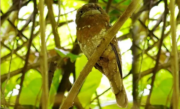 Srilankan frogmouth in kerala