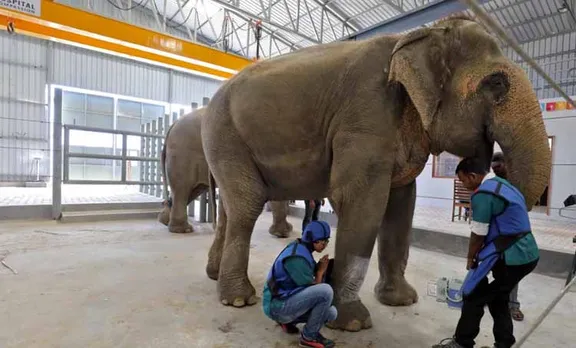 hospital for elephant