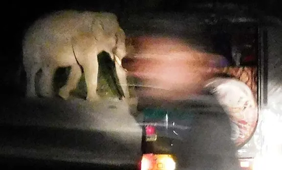 wild elephant in munnar