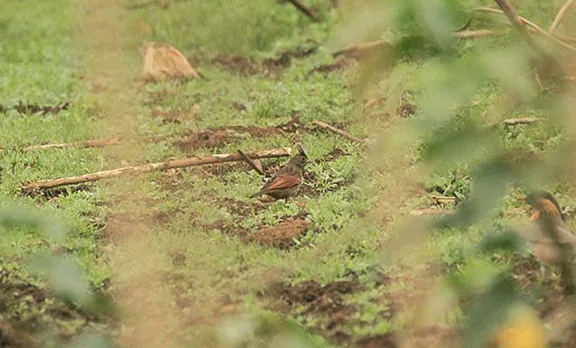 crested bunting , bird sighted in kerala
