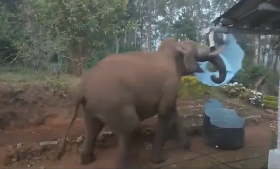 wild elephant, viral video, munnar, angry elephant, elephant rage, mattupetty ,ആന, മാട്ടുപ്പെട്ടി, indianexpress, കാട്ടാന, വൈറൽ വീഡിയോ, മൂന്നാർ, ഐഇ മലയാളം