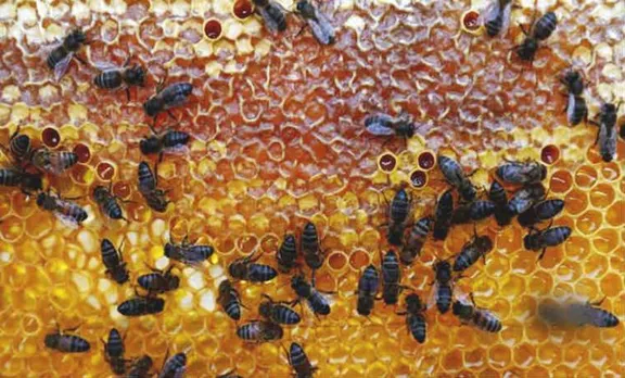 വീട്ടിൽ വളർത്തിയ തേനീച്ചകളുടെ കുത്തേറ്റ് മൂവാറ്റുപുഴയിൽ 13കാരി മരിച്ചു