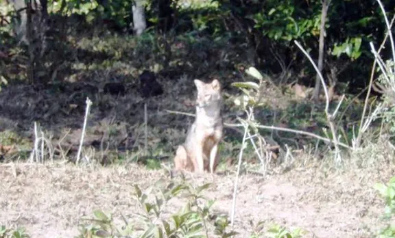 പെരിയാർ കടുവാ സങ്കേതത്തില്‍ ഗോൾഡൻ ജക്കാളിനെ കണ്ടെത്തി