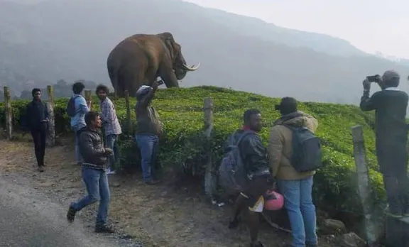 padayappa, munnar, ie malayalam, പടയപ്പ, മൂന്നാർ, ഇ മലയാളം