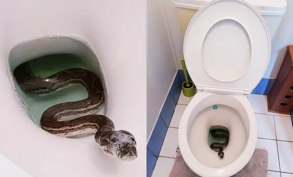 ടോയ്‌ലെറ്റിനുള്ളിൽ പെരുമ്പാമ്പ്, ഞെട്ടൽ മാറാതെ കുടുംബം