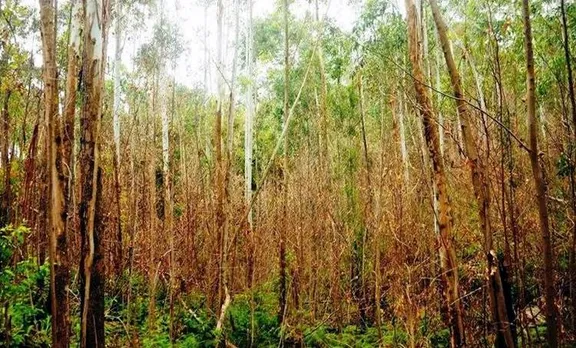 Trees, Anchunadu Village