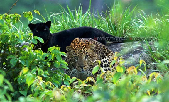 കരിമ്പുലിയും പുള്ളിപ്പുലിയും ഒറ്റ ഫ്രെയ്മിൽ
