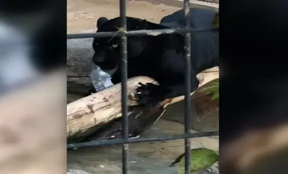 കൂടെ സെല്‍ഫി എടുക്കാന്‍ ശ്രമിച്ച യുവതിയെ കരിമ്പുലി ആക്രമിച്ചു