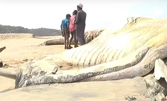 Thrissur, തൃശ്ശൂർ,Thrissur Whale,തൃശ്ശൂർ തിമിംഗലം, Whale dead body in Thrissur Beach,തിമിംഗലം ജഡം, ie malayalam,