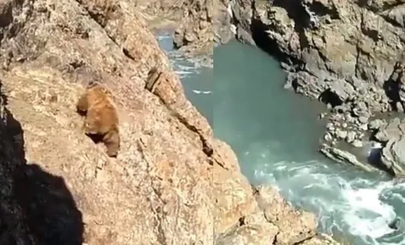 പാറക്കെട്ടിന് മുകളിലേക്ക് കയറുന്ന കരടിയുടെ തലയ്ക്ക് കല്ലെറിഞ്ഞ് താഴെയിട്ടു; ഹൃദയഭേദക കാഴ്ച്ച വൈറല്‍