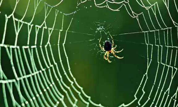 spider, ie malayalam